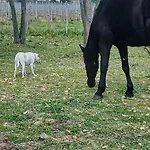Vakantiehuis Le Domaine D'ambre La Maison Des Vendangeurs *
